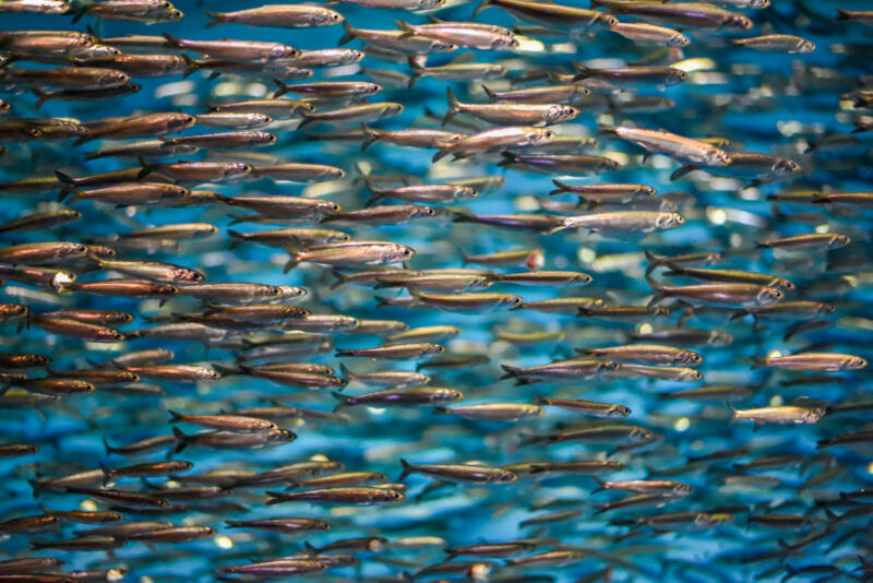 A school of anchovies swimming in the sea