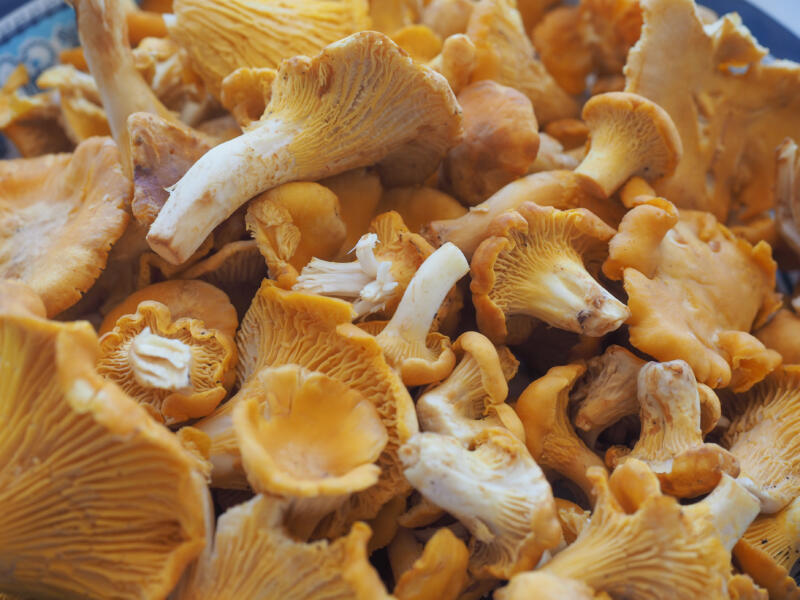 Cantharellus cibarius aka chanterelle or girolle mushrooms