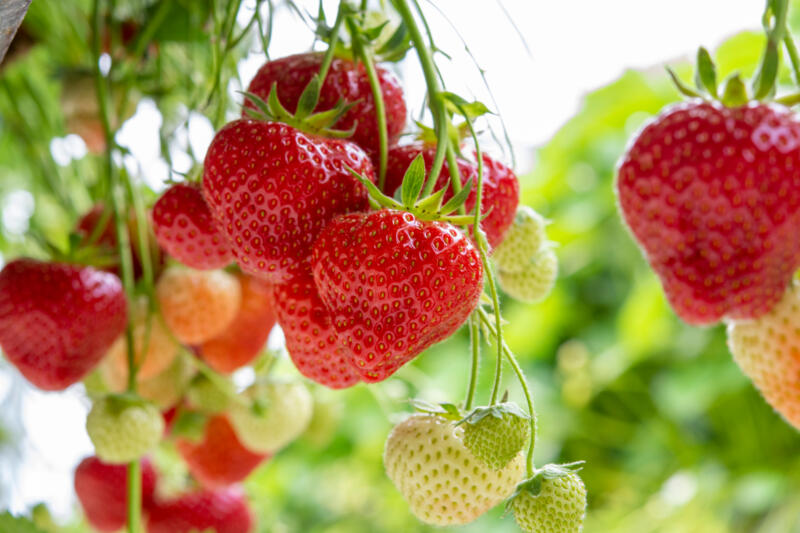Fresh harvest of ripe and unripe strawberries