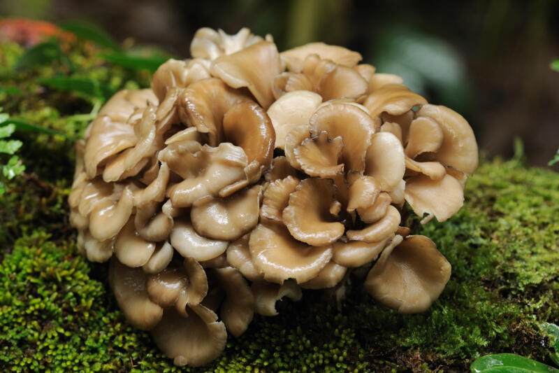 Grifola frondosa also known as Maitake mushrooms growing on a tree