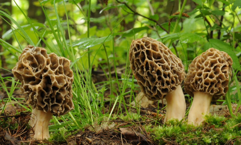 Morchella esculenta aka morel mushrooms in the forest