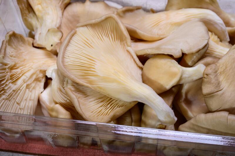 Pleurotus ostreatus, or oyster mushrooms, hiratake, or pearl oyster mushrooms close up