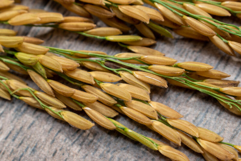 Paddy rice.Close up ears of rice on a wooden background