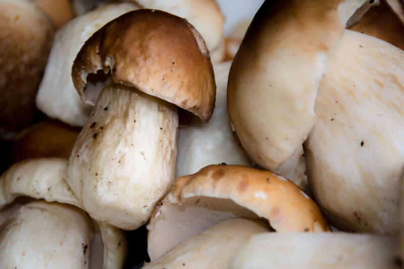 Porcini mushrooms close-up