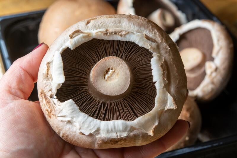 A person holding a large Agaricus bisporus also known as Portobello mushroom 