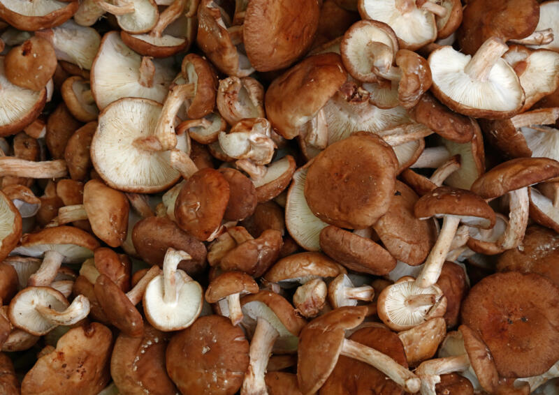 Lentinula edodes also known as Shiitake mushrooms close-up view