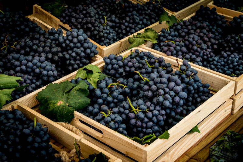 Blue grapes in wooden boxes