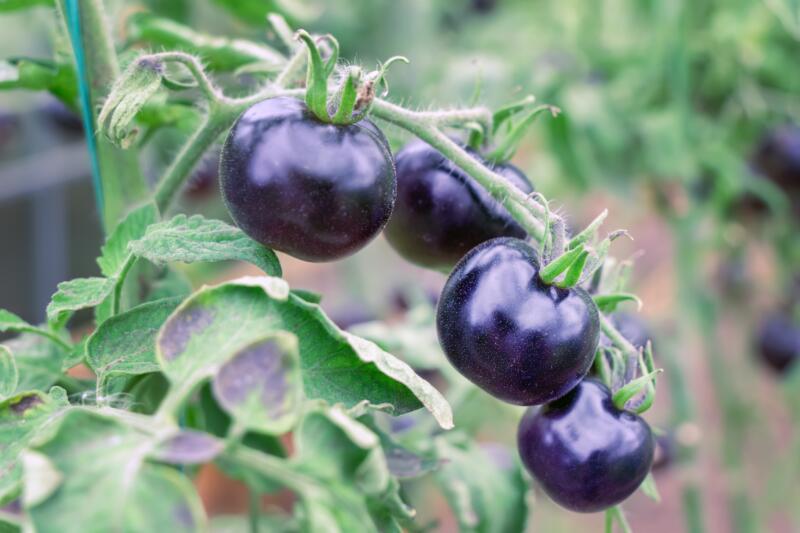Black tomatoes grow on branch in a vegetable garden