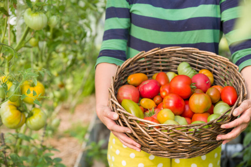 Closeup of woman's hands holding basket full of fresh tomatoes of different maturity