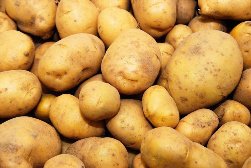 Close-up of a pile of Kennebec potatoes