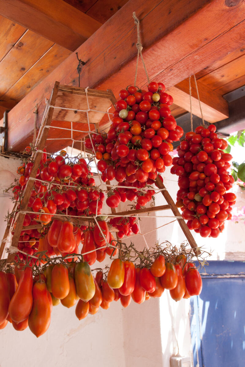 Groups of diverse tomatoes ready to be dried or consumed hanging by the roof