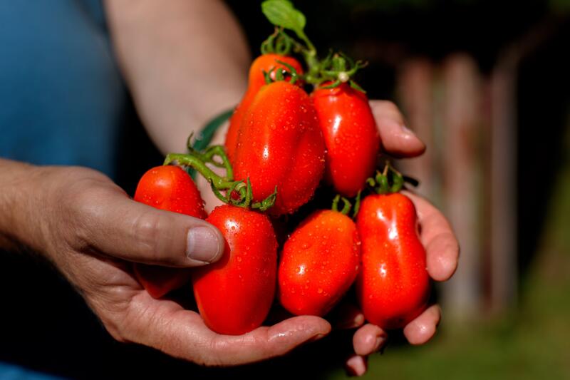 Freshly harvested bunch of San Marzano tomatoes in hands