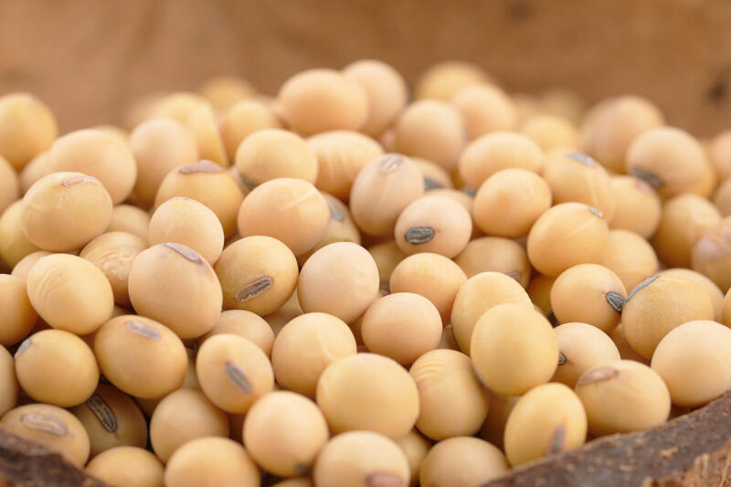 Close-up of soybeans