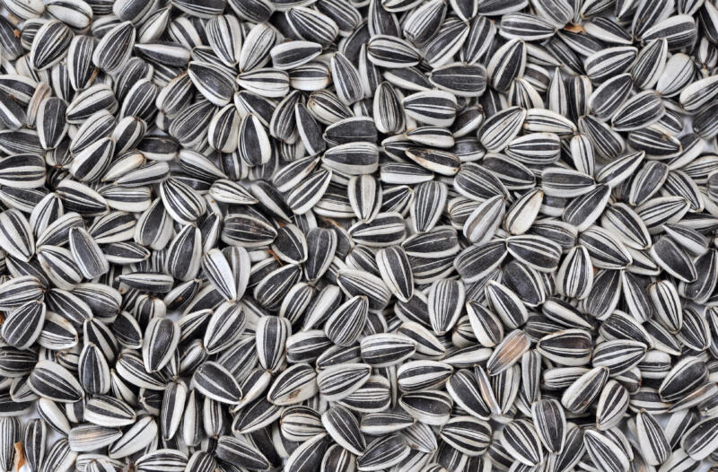 A pile of sunflower seeds