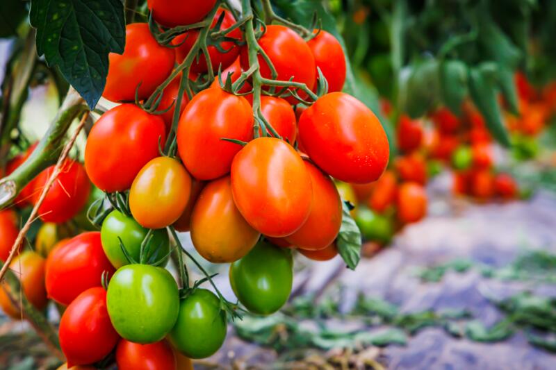 A bunch of tomatoes growing in a graden