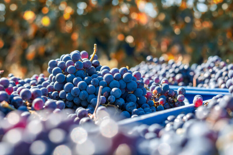 Harvest of wine grapes
