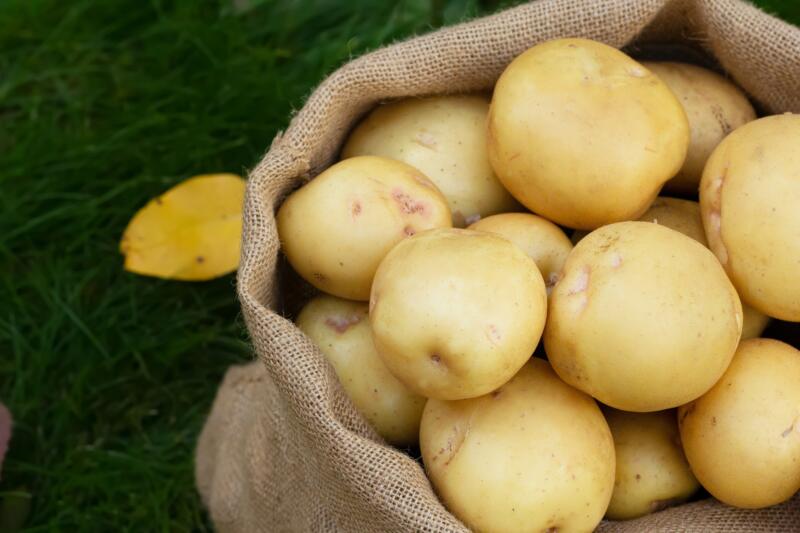 Yellow Yukon gold potato in a linen burlap sack on the green lawn