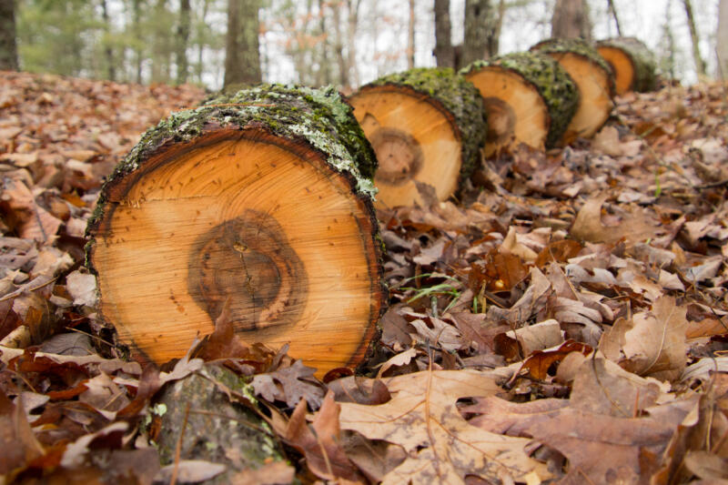 Freshly chopped hickory tree laying on the ground