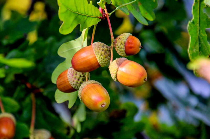 Acorns fruits on oak tree branch in forest