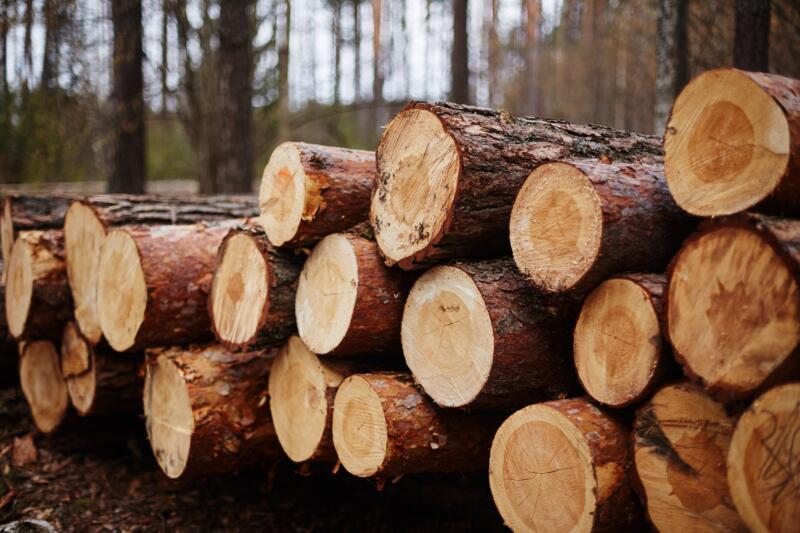 Freshly sawn Pine trees in a forest 