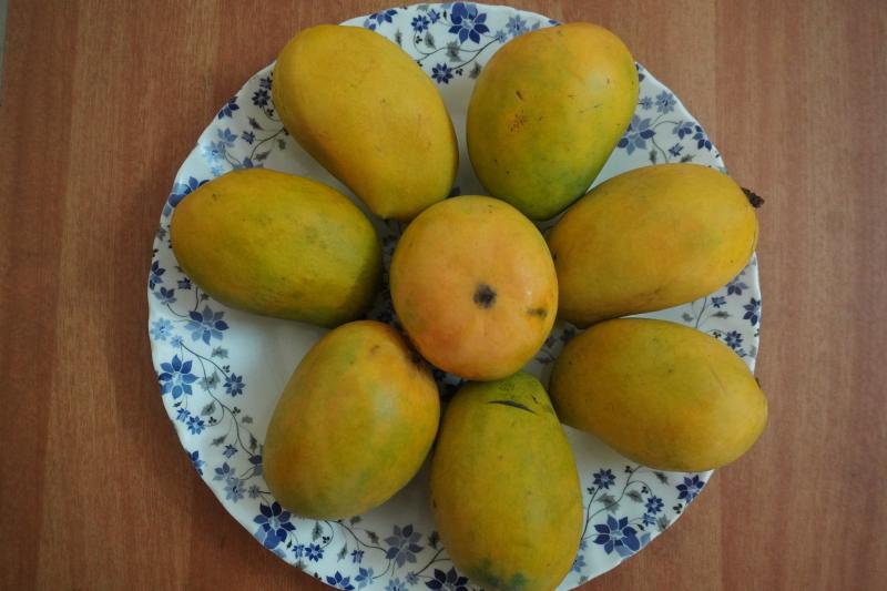 Alfonso variety of mangoes on a plate