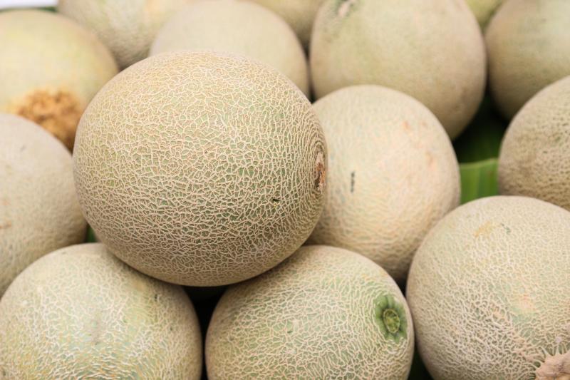 A pile of Cantaloupo melons