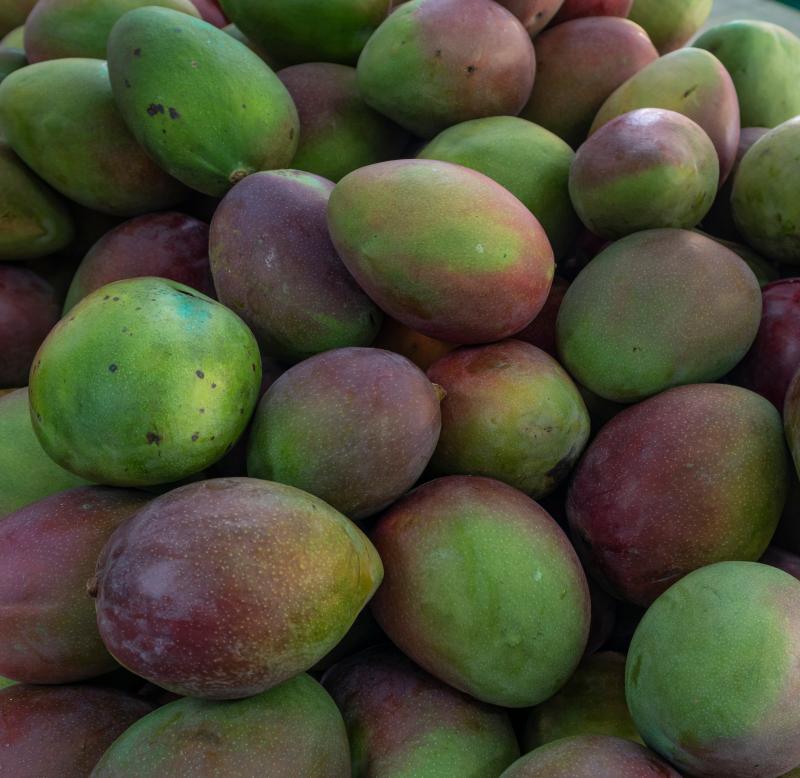 A pile of Keitt mangoes close-up