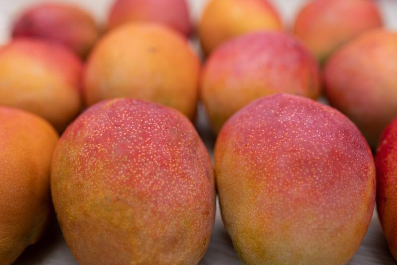 A lot of Kent variety of mangoes close-up
