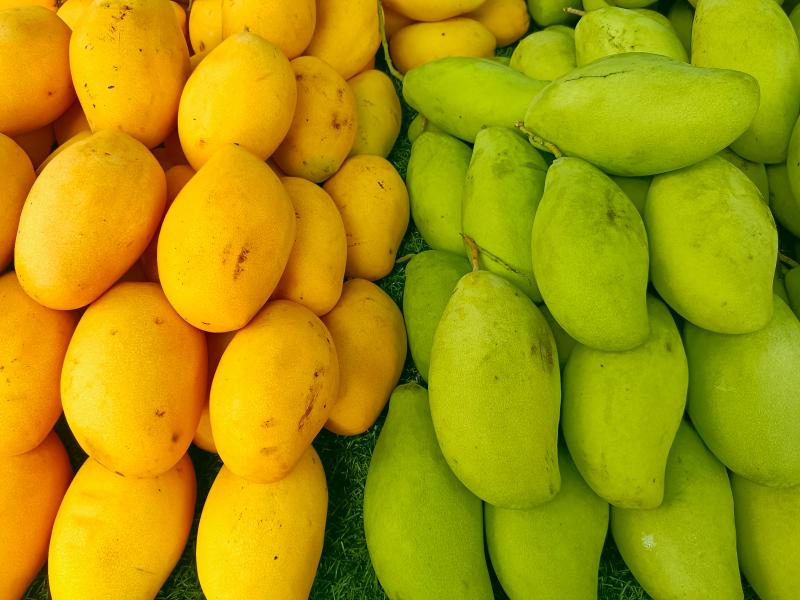 Thai green and ripe mangoes