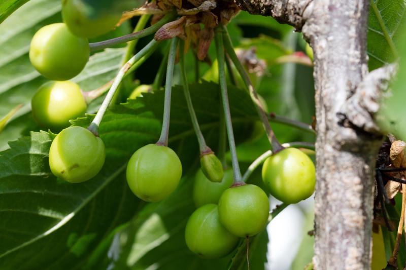 Stella variety ripening on the tree