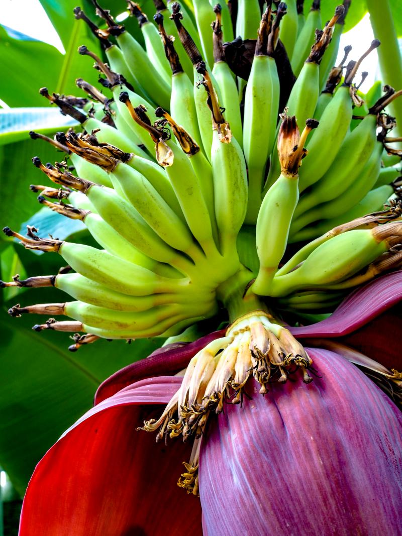 Banana fruits and its flowers 