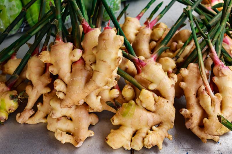 Ginger plants 