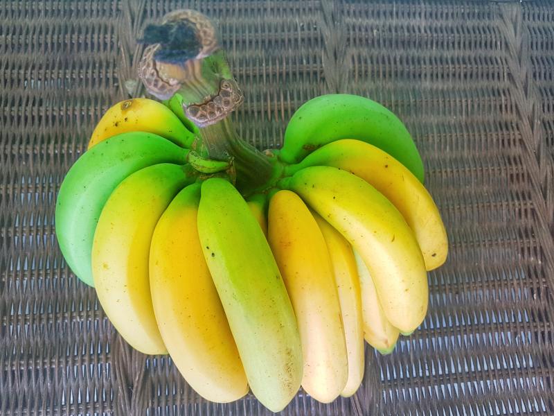 Gros Michel banana variety on a wooden table
