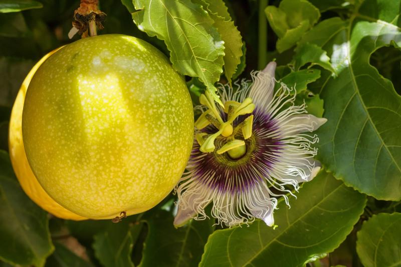 Passiflora edulis also known as yellow passion fruit on a tree